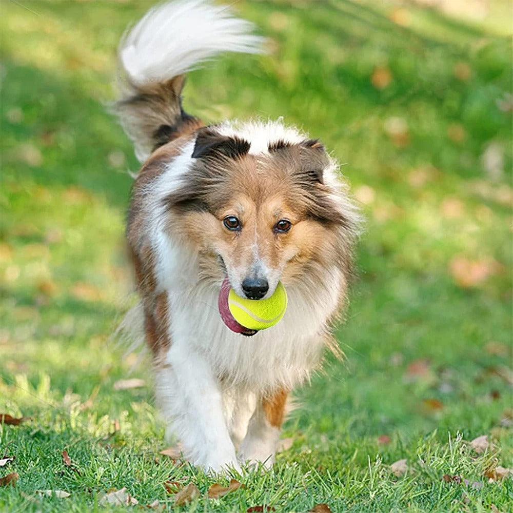 Dog Tennis Ball