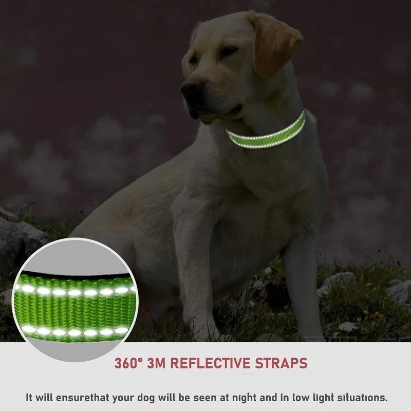 Small Dog Collars